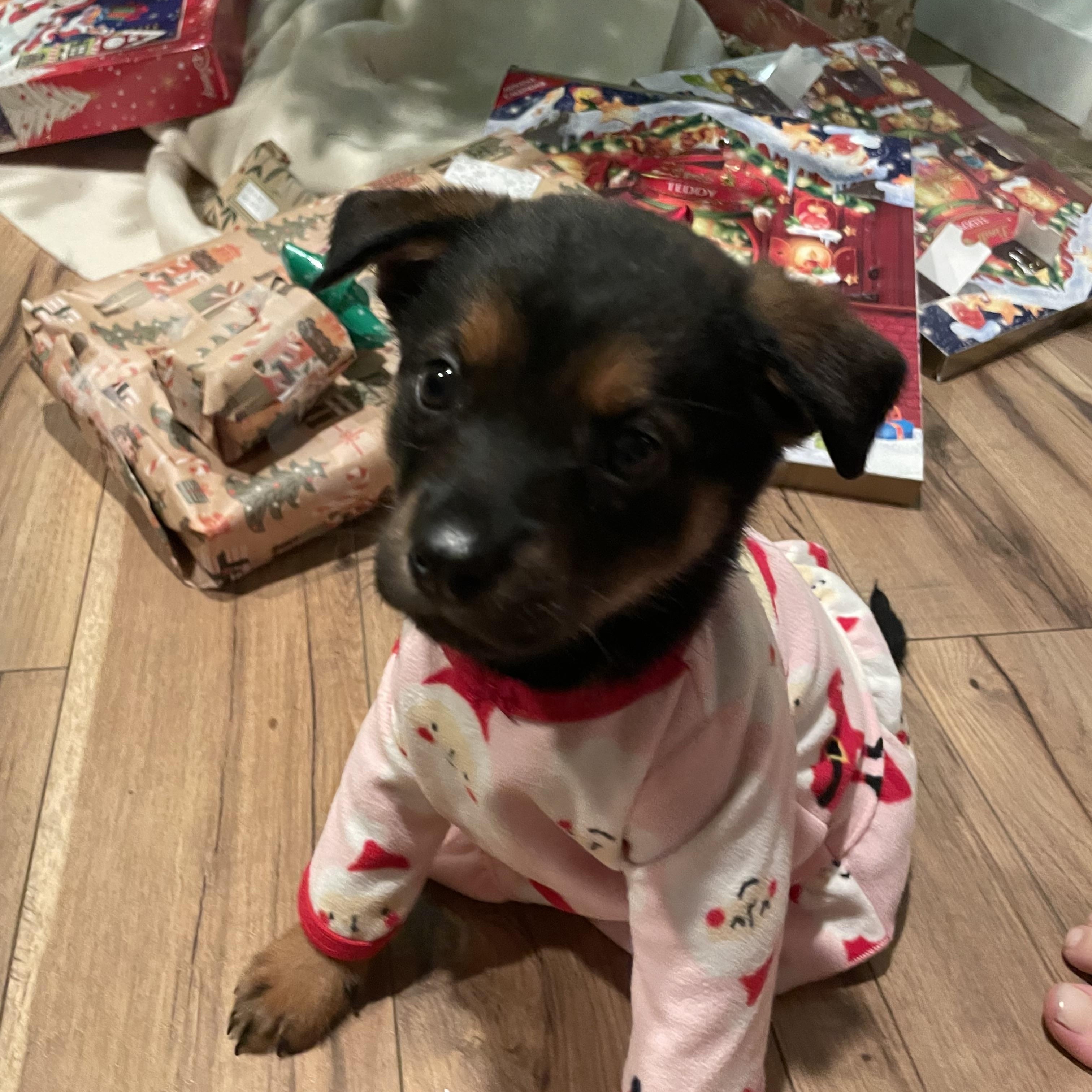 Enlarge Winky, a ADOPTABLE mixed breed in Bonney Lake, WA image 2/6