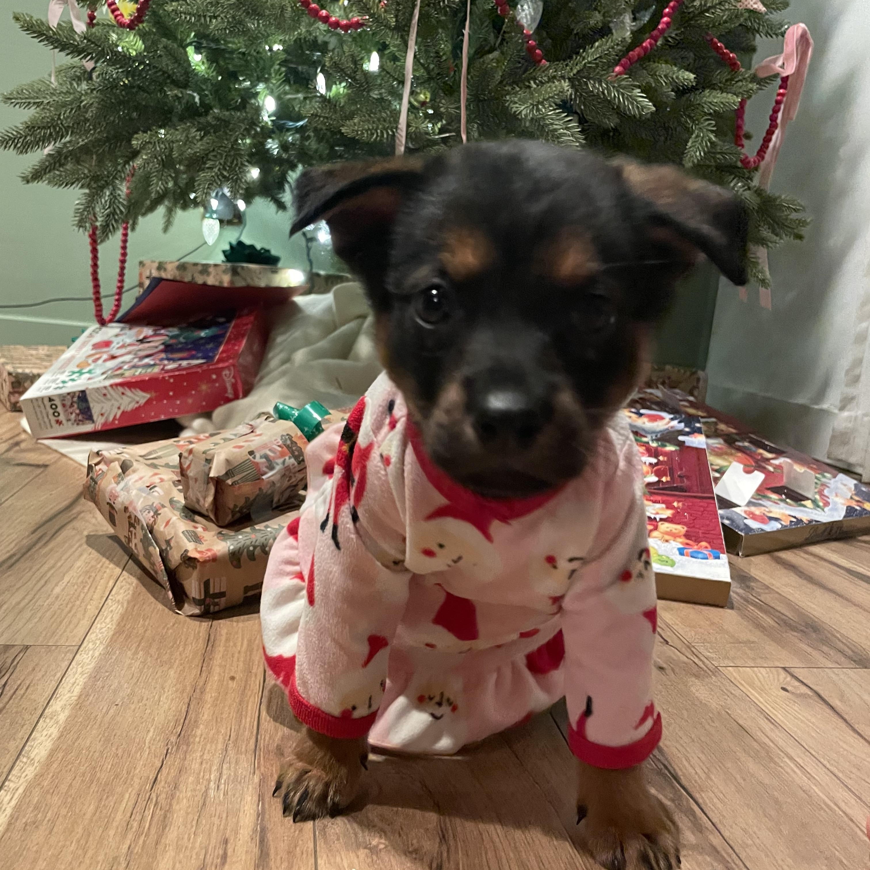 Enlarge Winky, a ADOPTABLE mixed breed in Bonney Lake, WA image 3/6