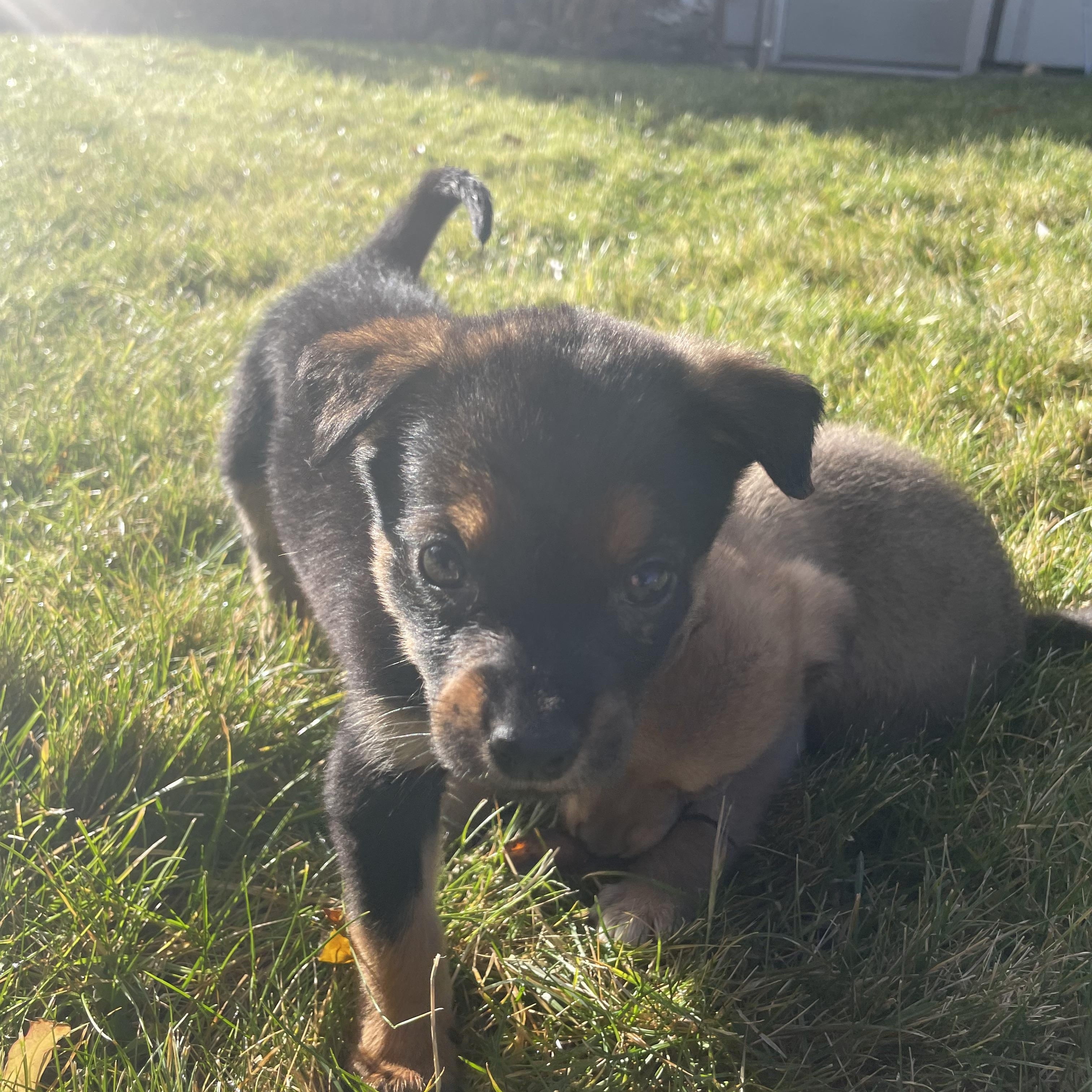 Enlarge Winky, a ADOPTABLE mixed breed in Bonney Lake, WA image 4/6