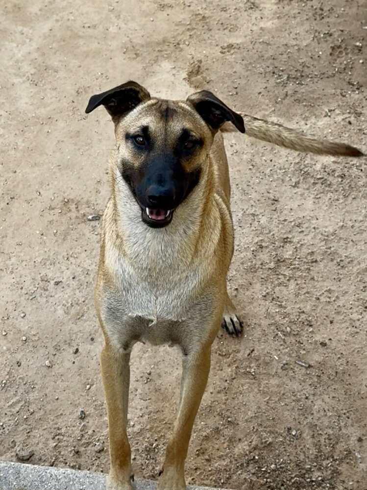 Claude, a Adoptable mixed breed in Puerto Penasco, SON image 1/3