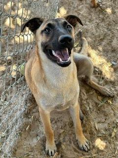Claude, a Adoptable mixed breed in Puerto Penasco, SON image 2/3