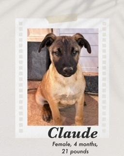 Claude, a Adoptable mixed breed in Puerto Penasco, SON image 3/3