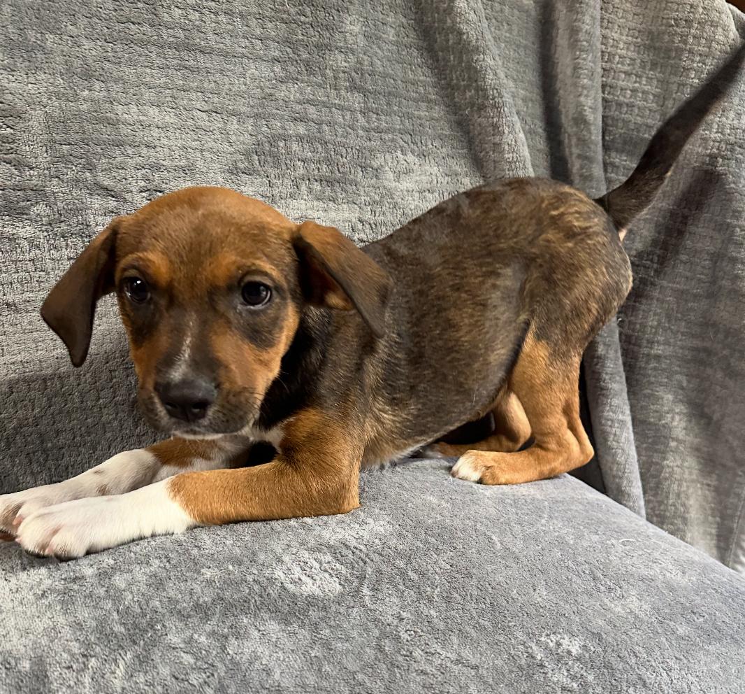 Elliott
