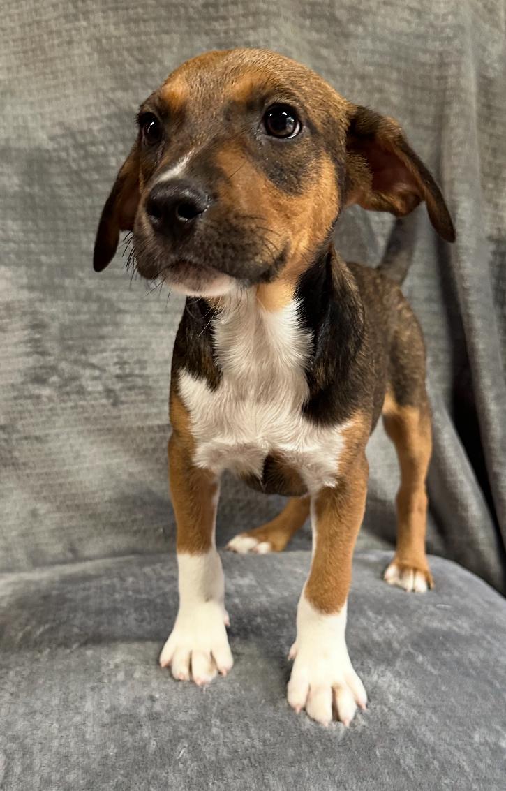 Elliott