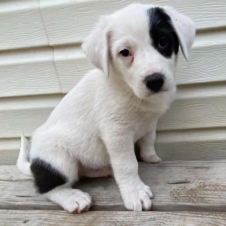 Oakley, a Adoptable Border Collie in Pineville, MO image 1/3
