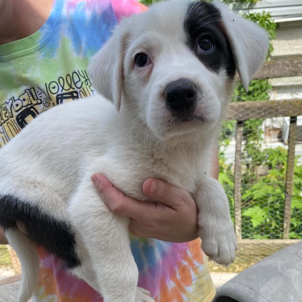 Oakley, a Adoptable Border Collie in Pineville, MO image 2/3