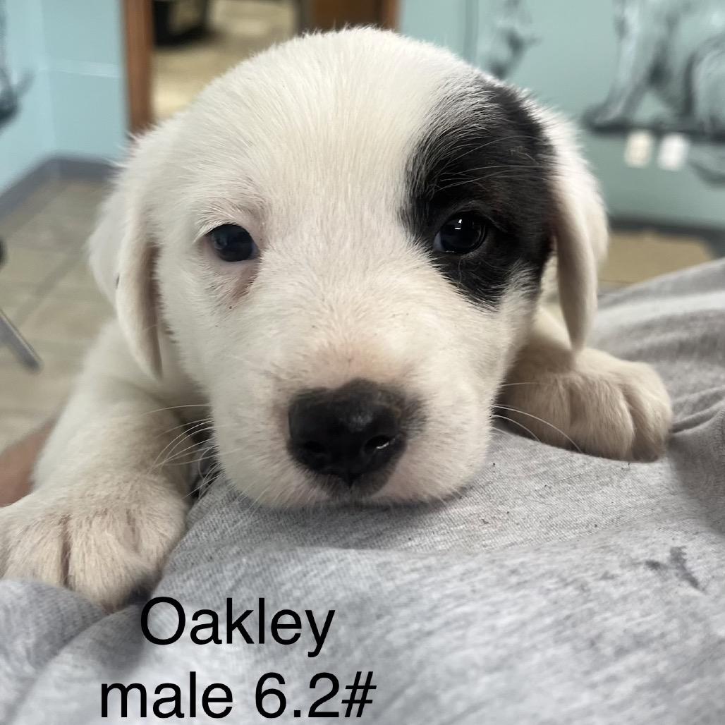 Oakley, a Adoptable Border Collie in Pineville, MO image 3/3