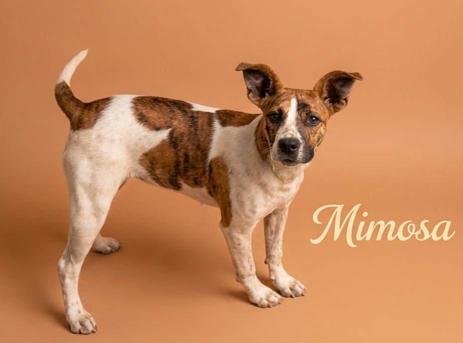 Mimosa, Adoptable, Puppy Female Mixed Breed.