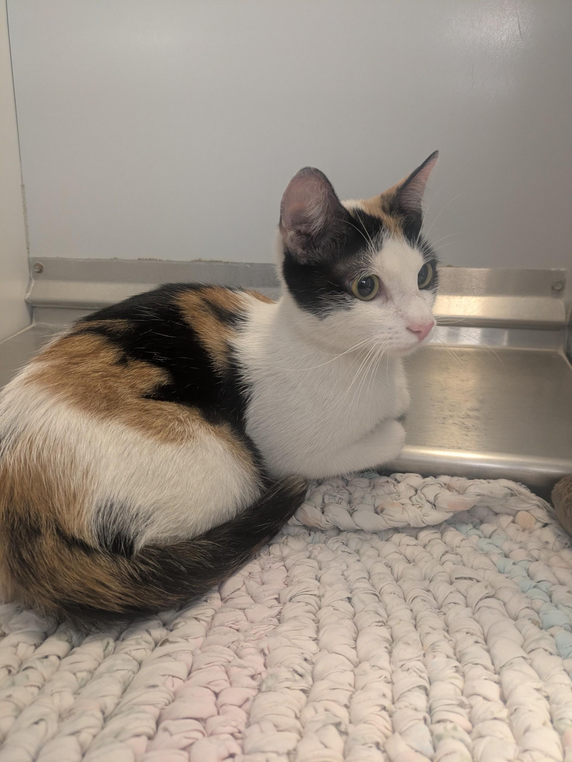 60039659, ADOPTABLE, Adult Female Domestic Short Hair.