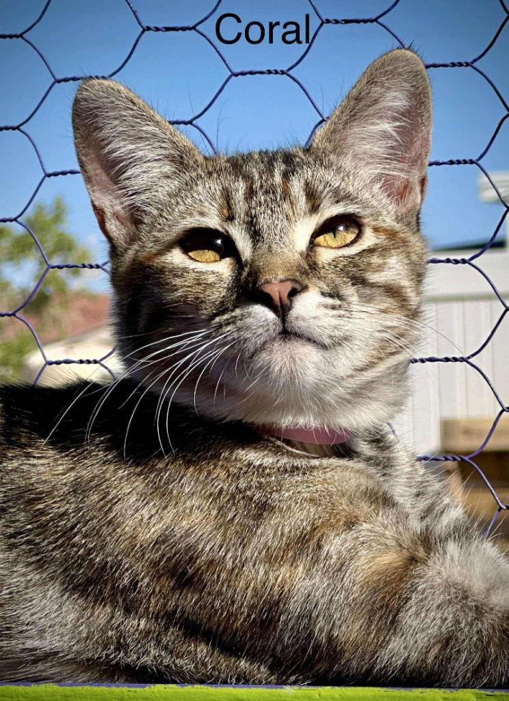 Enlarge Coral, a Adoptable mixed breed in Saint George, UT image 1/3