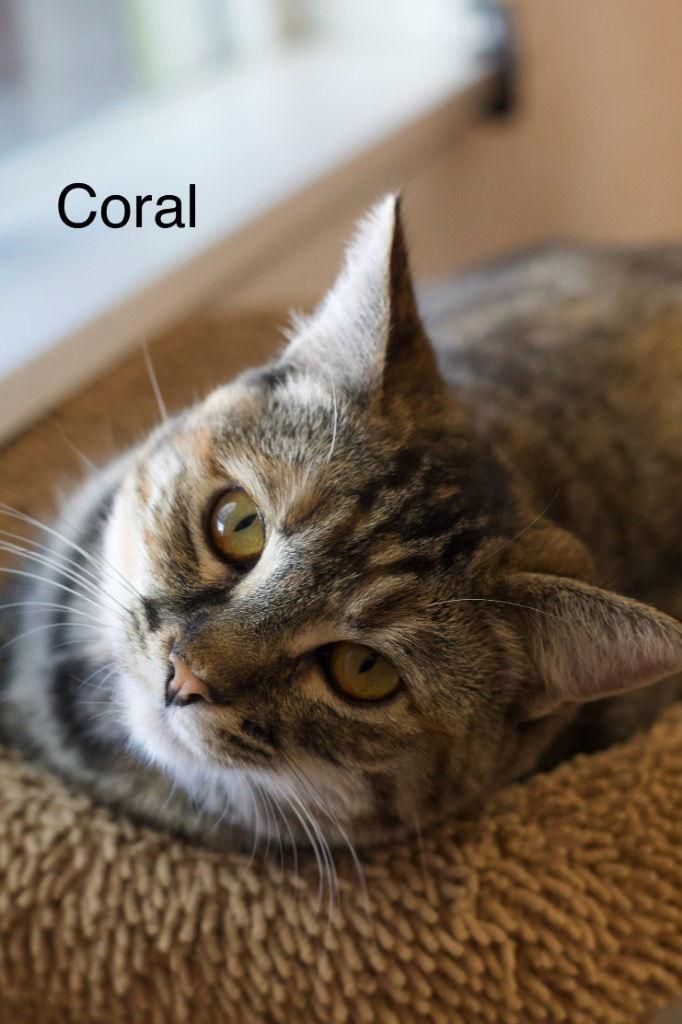 Enlarge Coral, a Adoptable mixed breed in Saint George, UT image 3/3