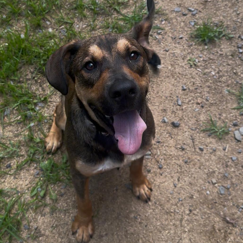 Salmon, Adoptable, Young Male Shepherd & Mixed Breed.