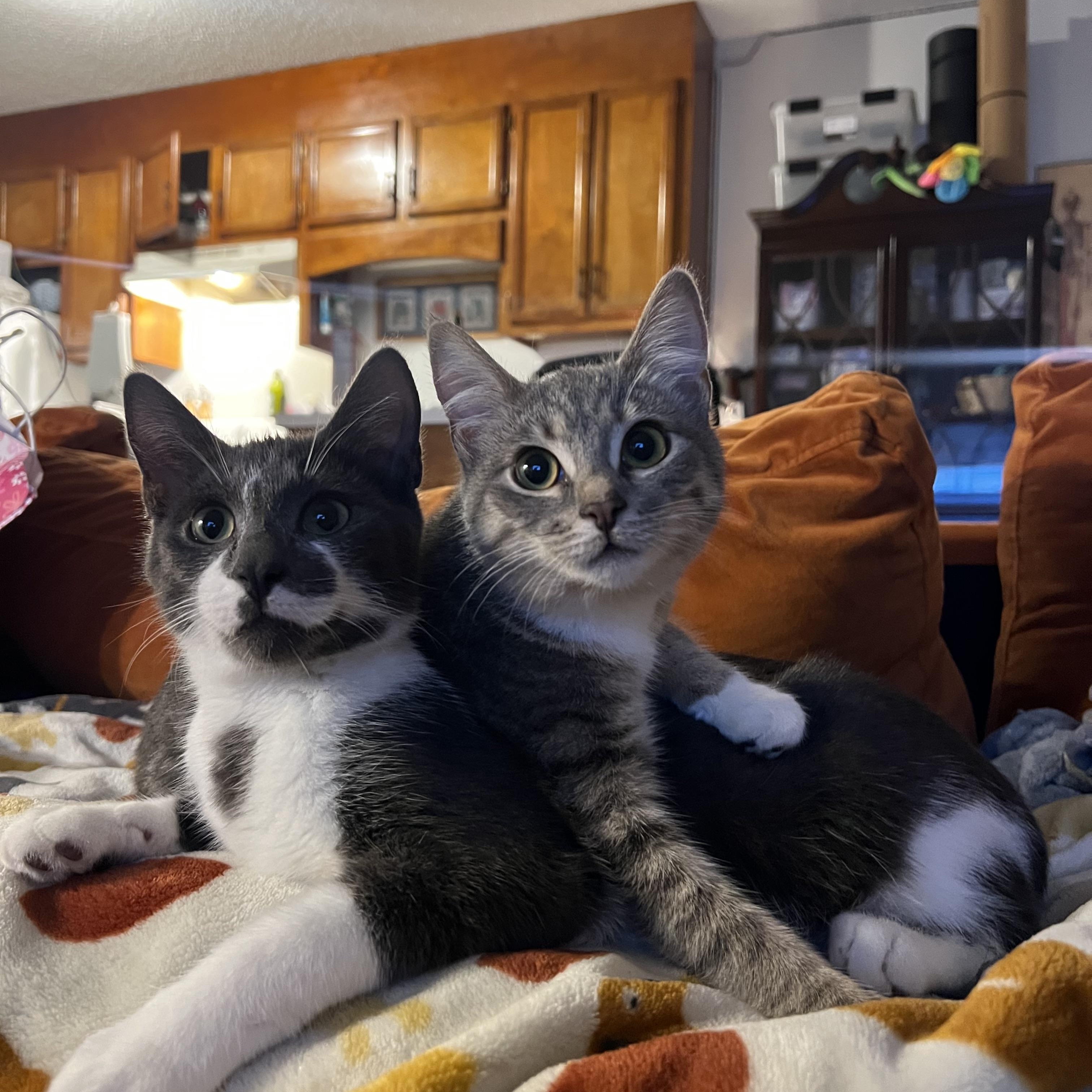 Riddick and Lottie, ADOPTABLE, Kitten Male American Shorthair.