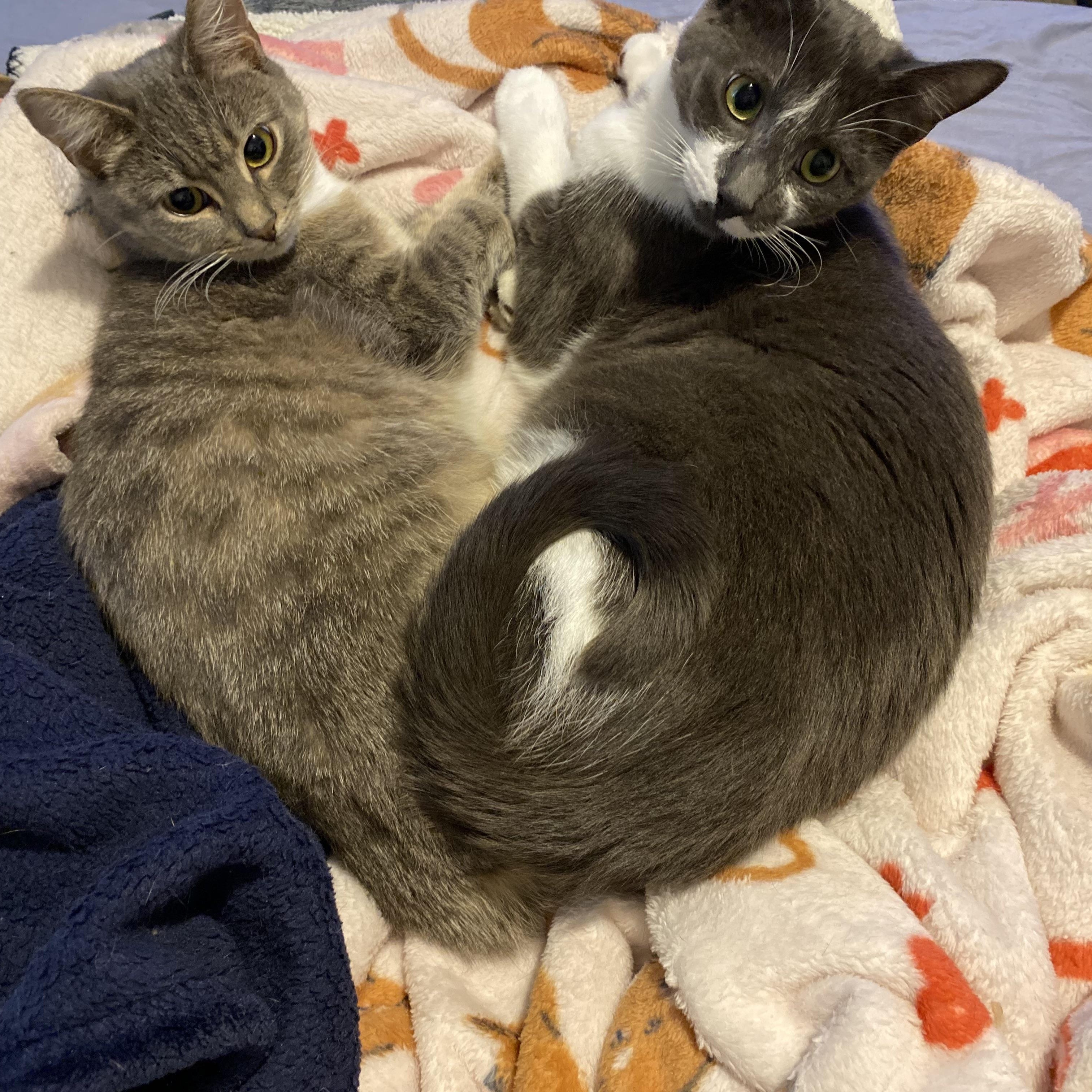 Enlarge Riddick and Lottie, a ADOPTABLE American Shorthair in Mount Holly, NC image 2/3