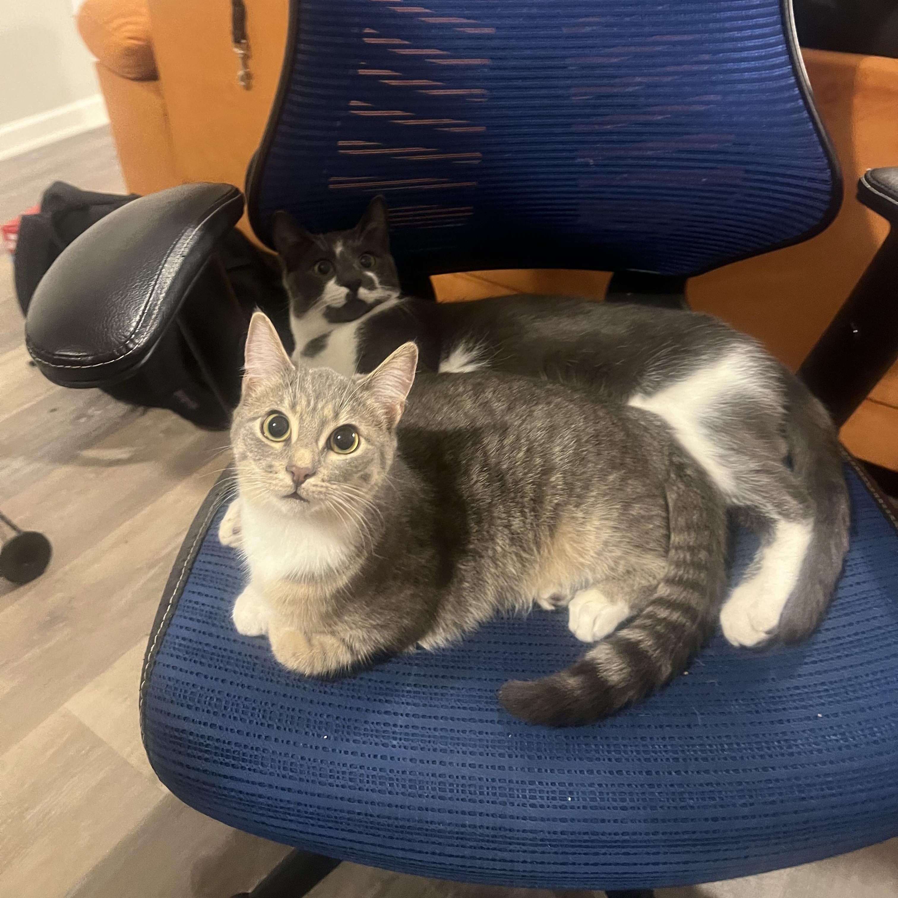 Enlarge Riddick and Lottie, a ADOPTABLE American Shorthair in Mount Holly, NC image 3/3