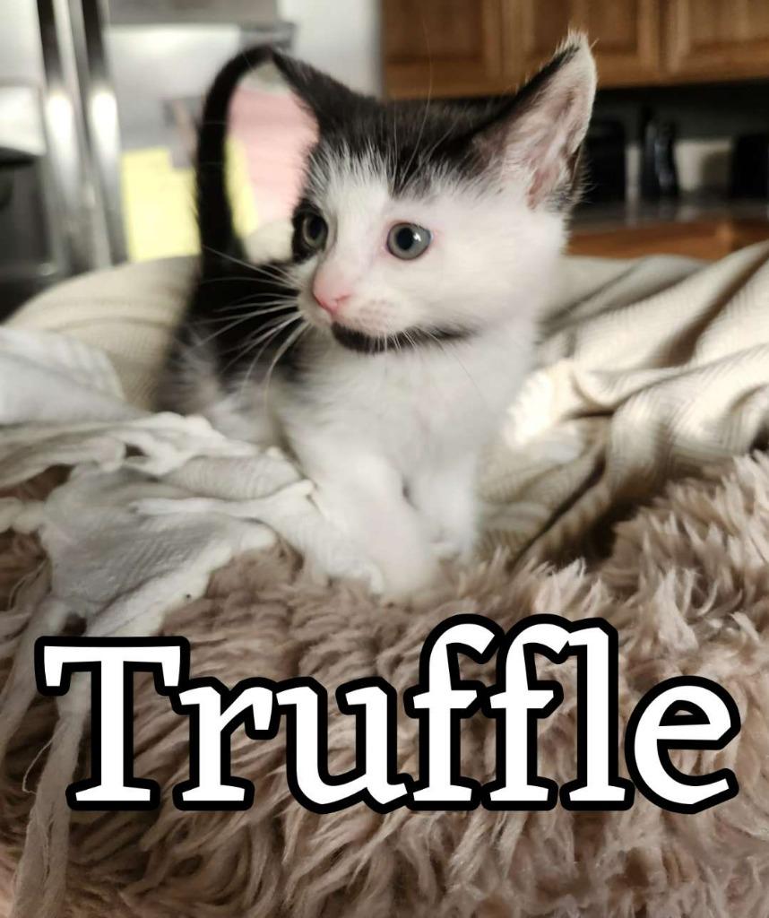 Truffle, Adoptable, Kitten Female Domestic Short Hair.