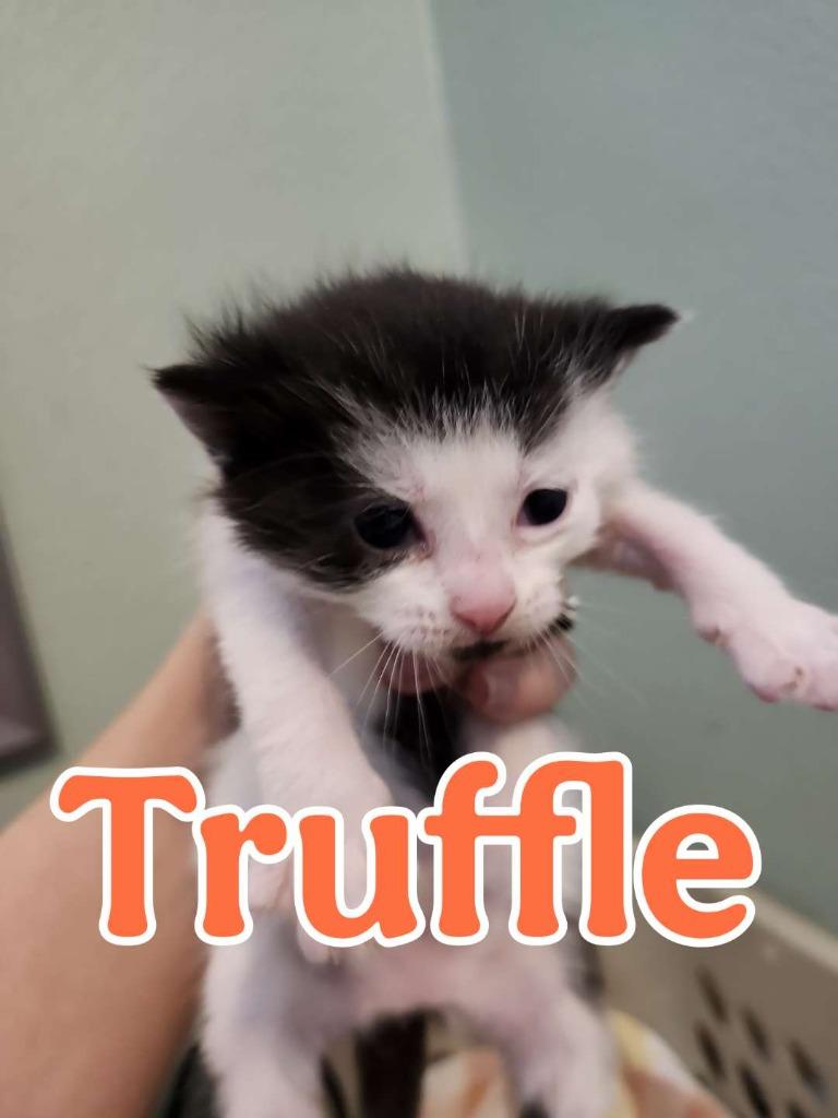 Enlarge Truffle, a Adoptable Domestic Short Hair in Hillsboro, OH image 2/3