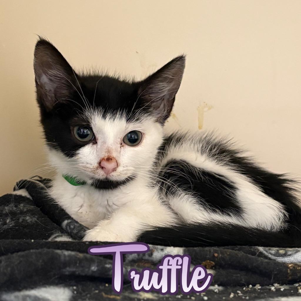 Truffle, a Adoptable Domestic Short Hair in Hillsboro, OH image 1/2