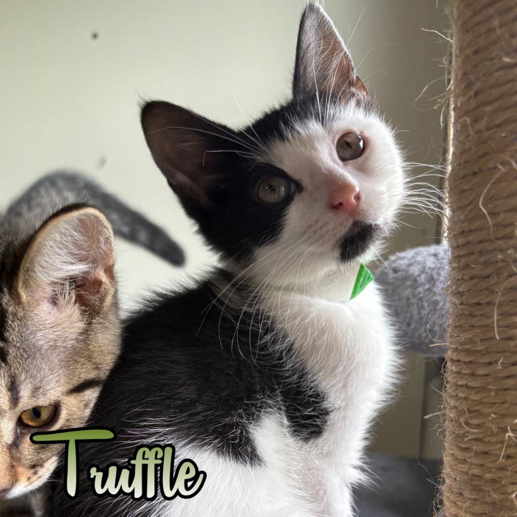 Truffle, a Adoptable Domestic Short Hair in Hillsboro, OH image 2/2