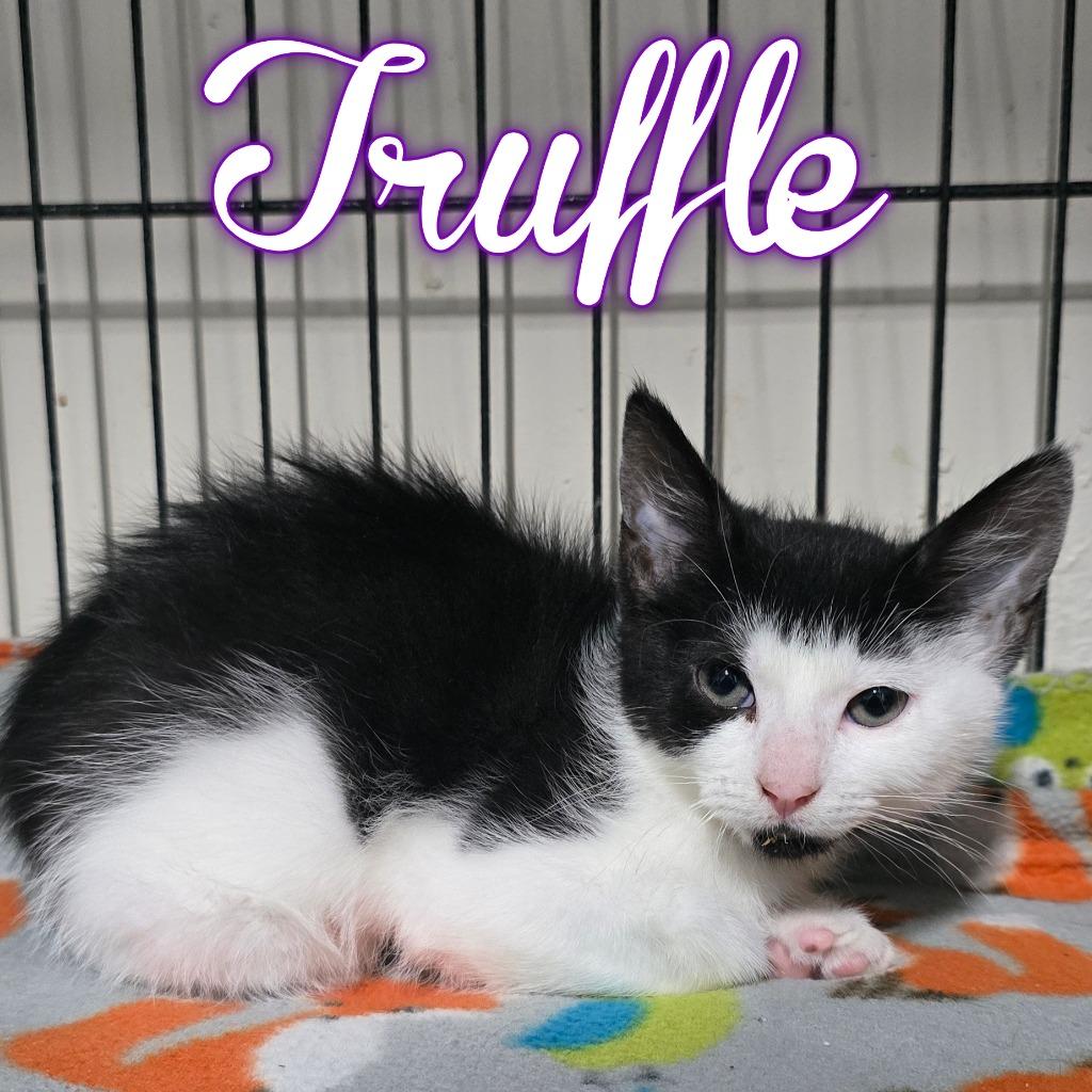Enlarge Truffle, a Adoptable Domestic Short Hair in Hillsboro, OH image 3/3
