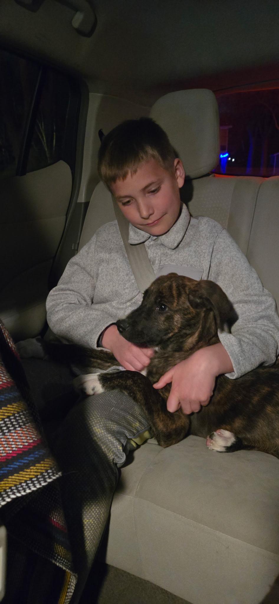 Enlarge Beau, an adopted Mixed Breed in Monona, WI image 4/4