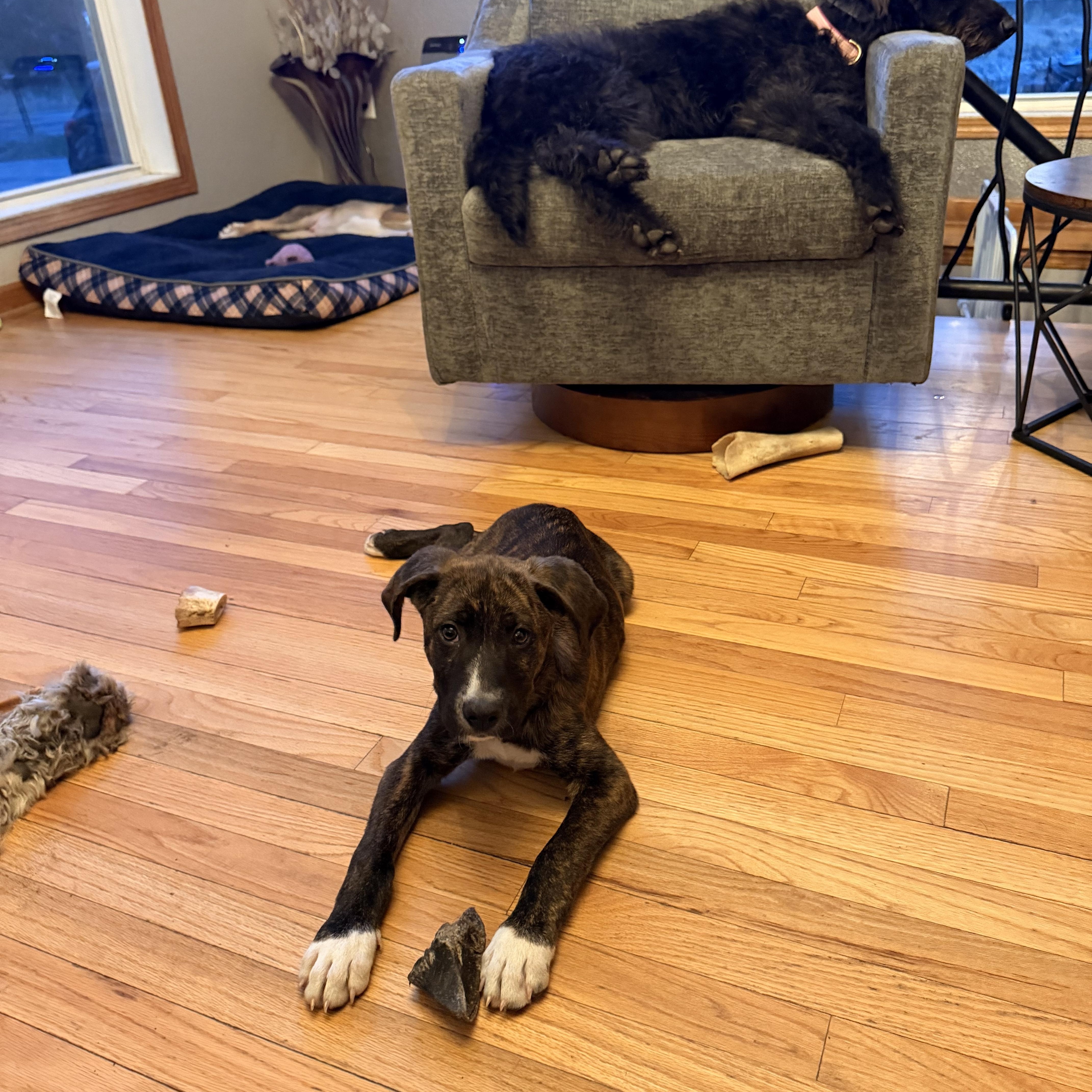 Enlarge Beau, an adopted Mixed Breed in Monona, WI image 1/4