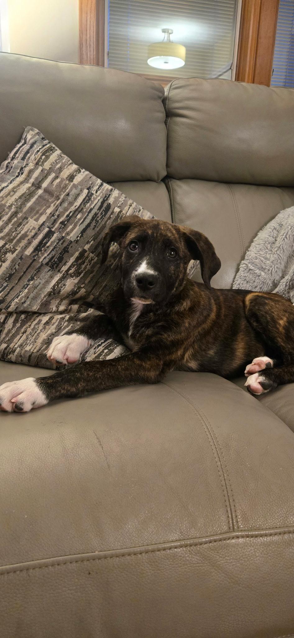 Enlarge Beau, an adopted Mixed Breed in Monona, WI image 2/4