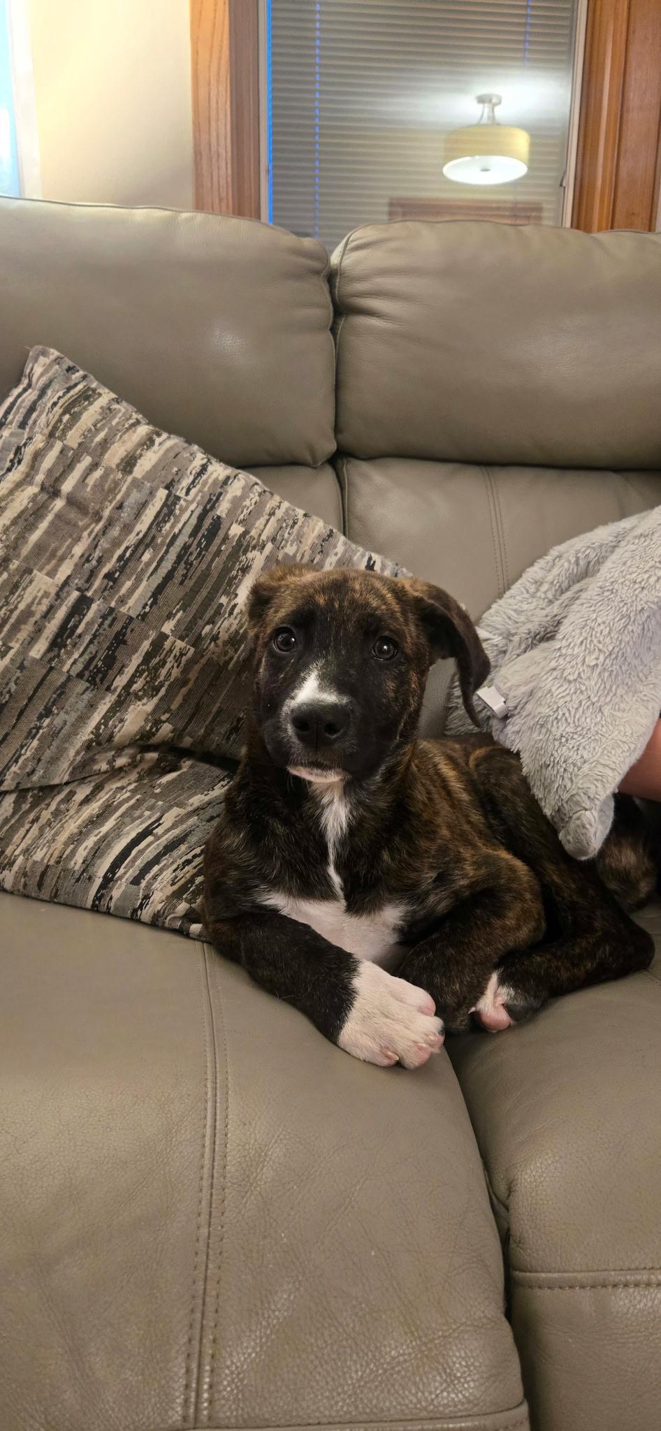 Enlarge Beau, an adopted Mixed Breed in Monona, WI image 3/4