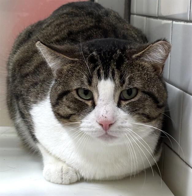 NOAH, Adoptable, Adult Male Domestic Short Hair.