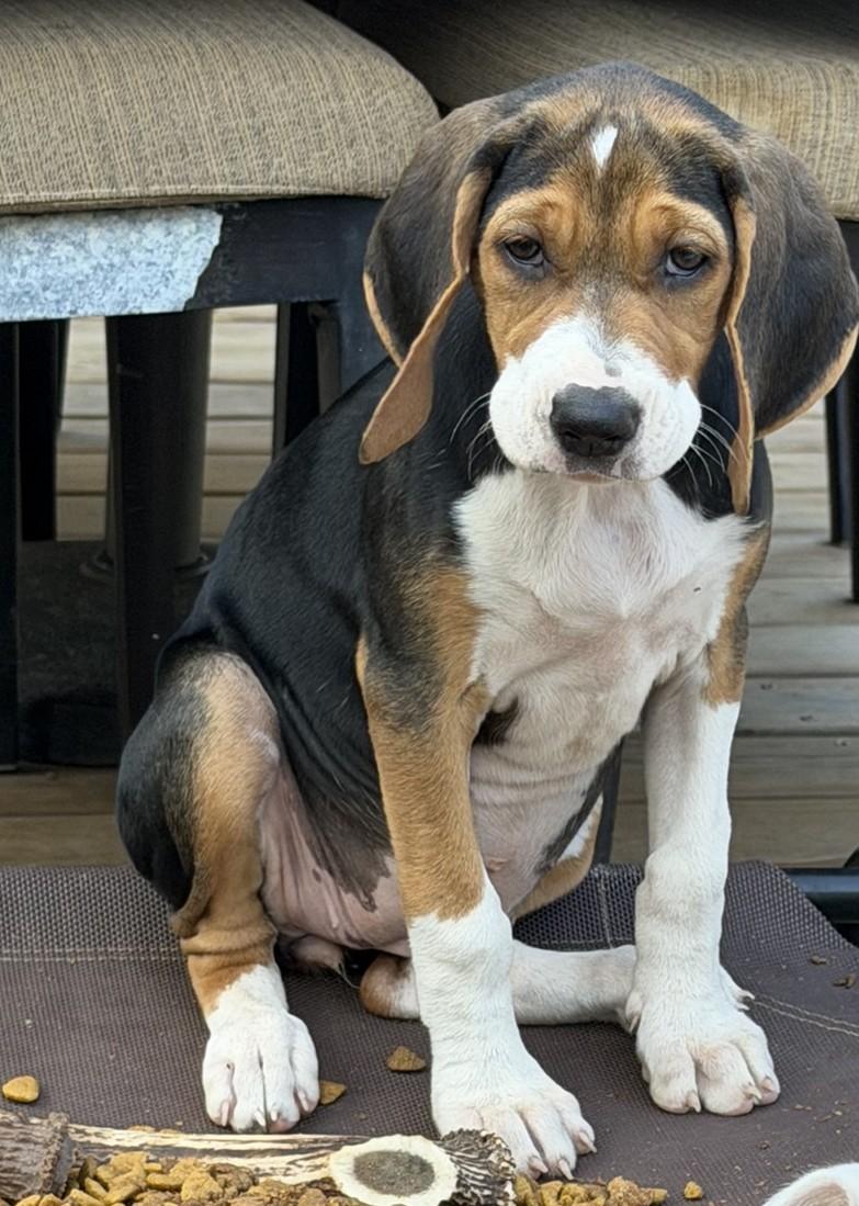 Enlarge Piper, a Adopted Beagle in Lexington, MA image 2/3