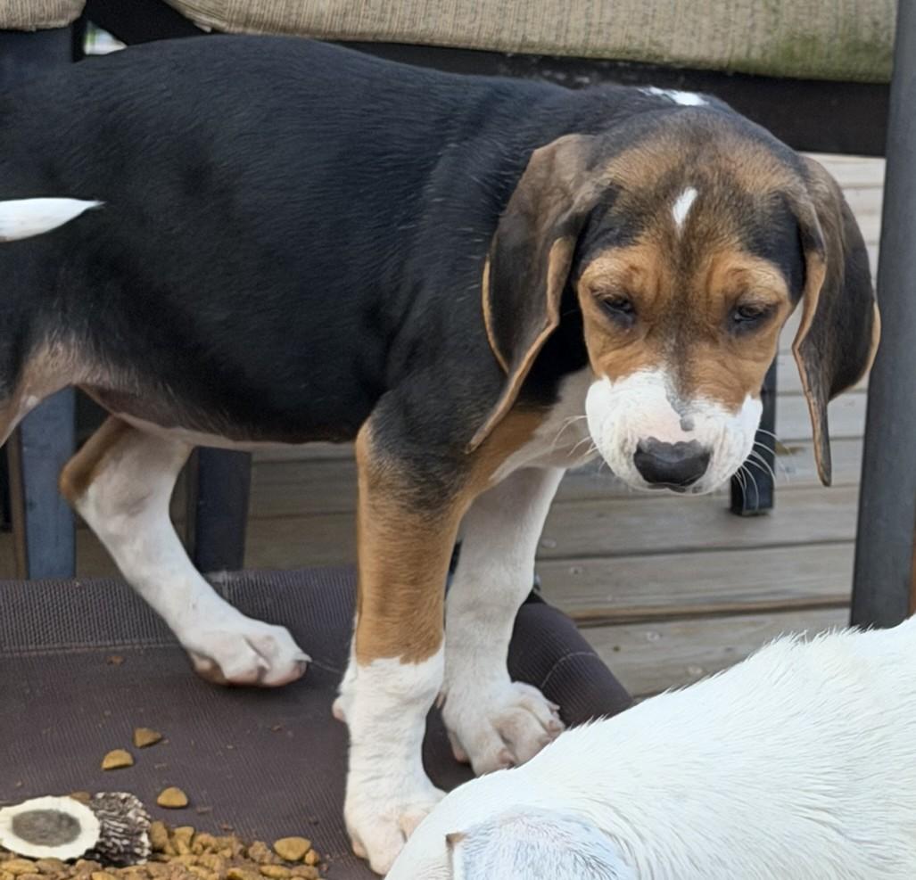Enlarge Piper, a Adopted Beagle in Lexington, MA image 3/3