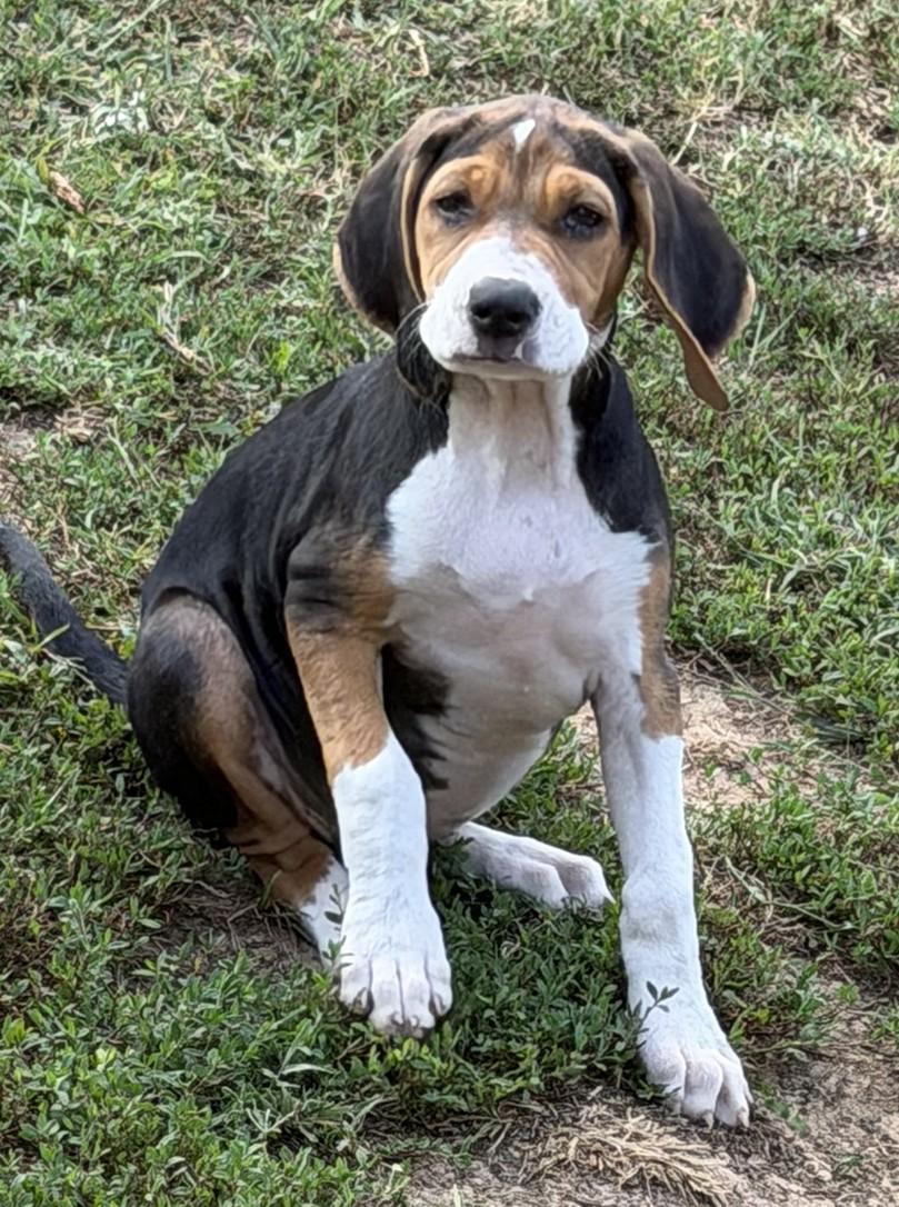 Piper, Adopted, Puppy Female Beagle.