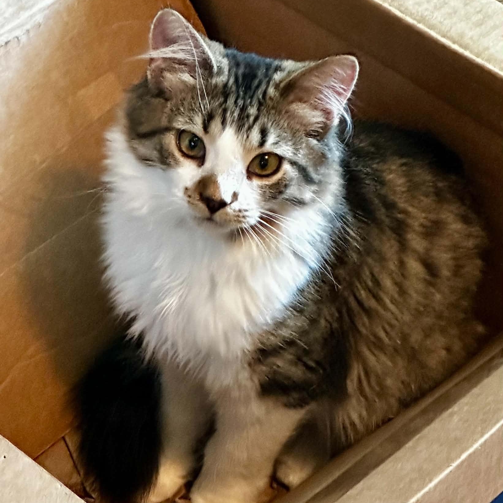 Enlarge Macintosh, a Adopted Domestic Long Hair in Indianapolis, IN image 1/4