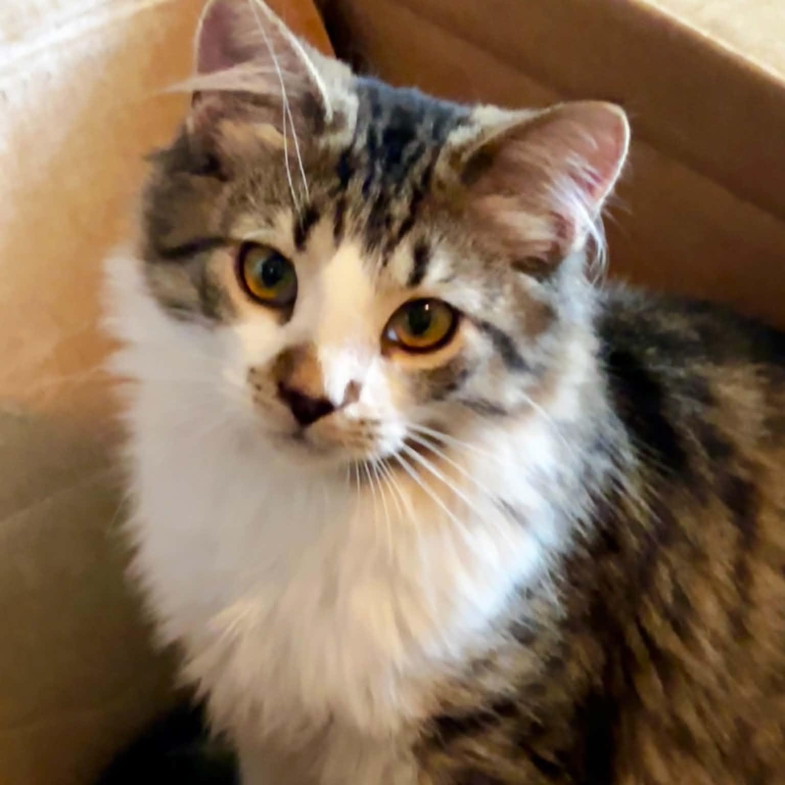 Enlarge Macintosh, a Adopted Domestic Long Hair in Indianapolis, IN image 2/4