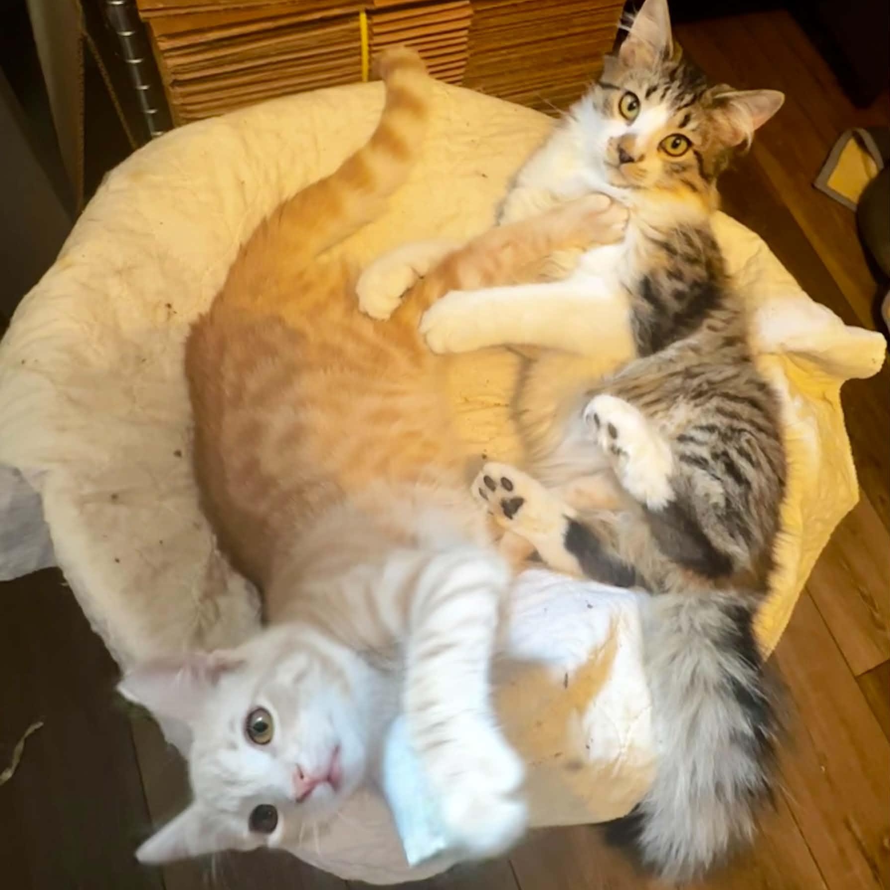 Enlarge Macintosh, a Adopted Domestic Long Hair in Indianapolis, IN image 4/4