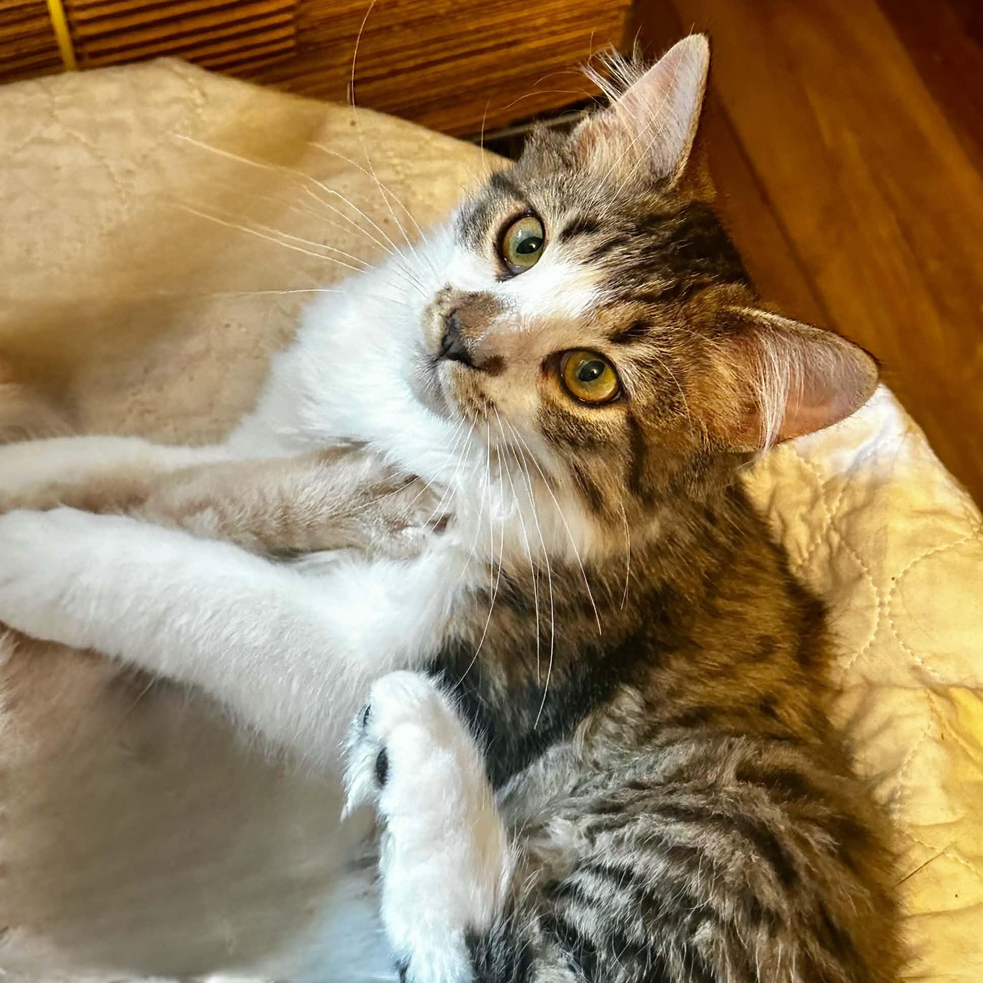 Enlarge Macintosh, a Adopted Domestic Long Hair in Indianapolis, IN image 3/4