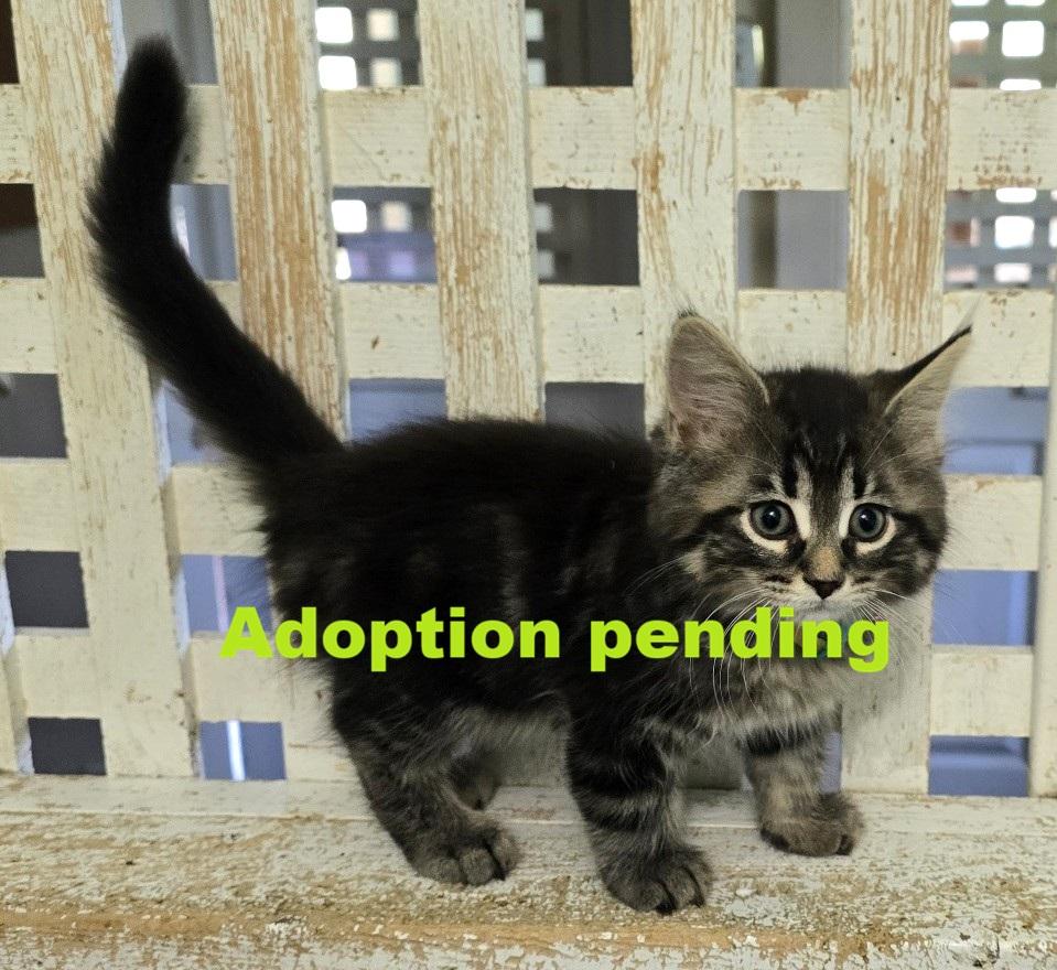 Coal, ADOPTABLE, Kitten Male Domestic Medium Hair.