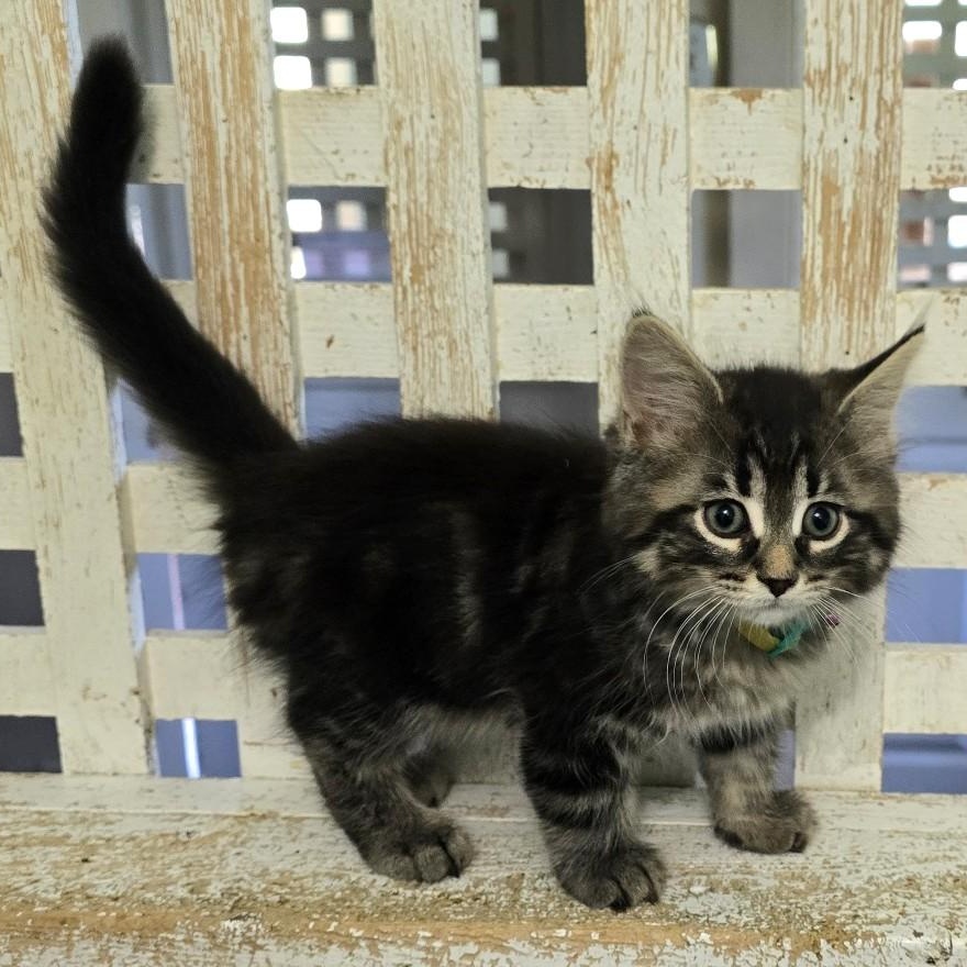 Coal, a ADOPTABLE Domestic Medium Hair in Guelph, ON image 2/2
