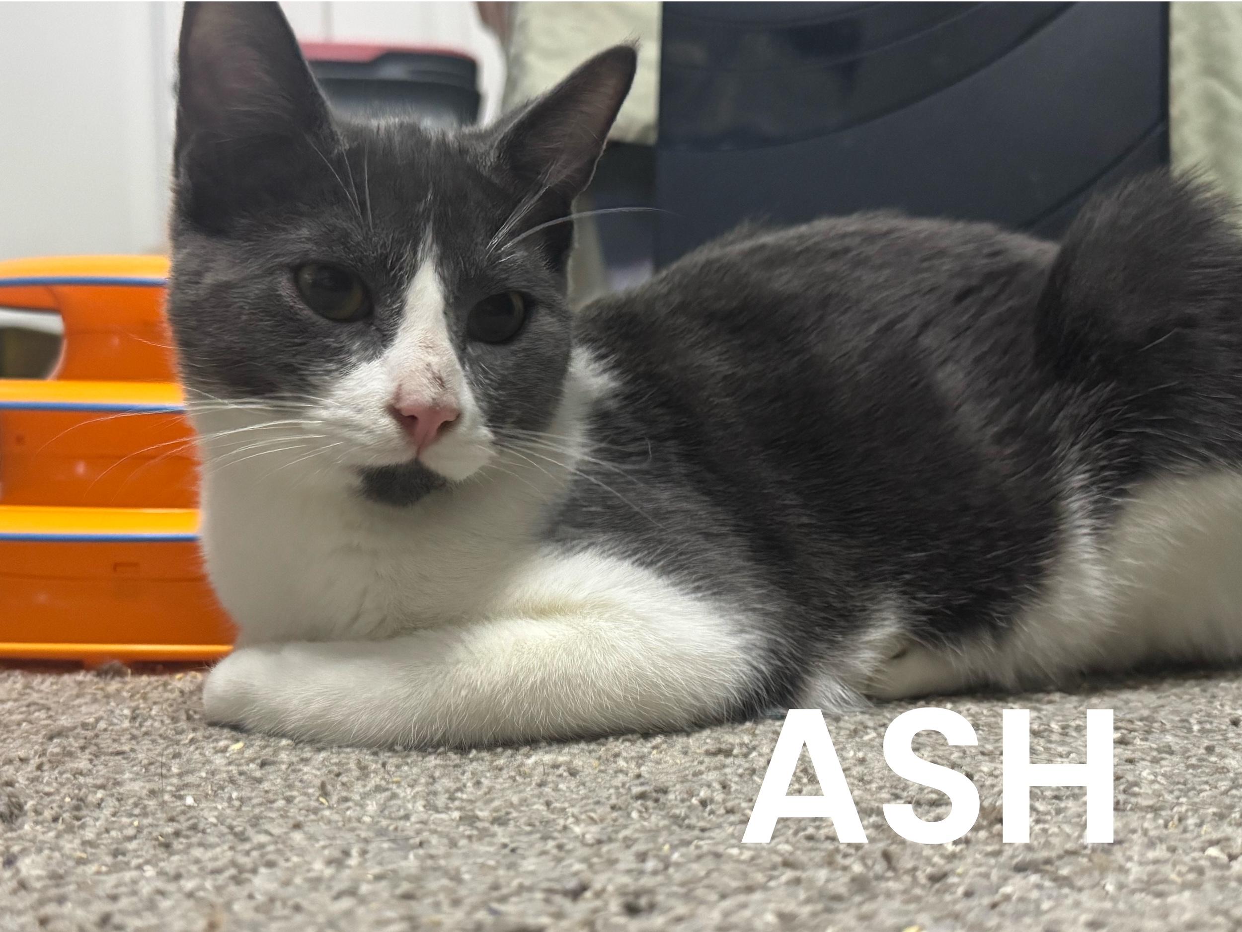 Ash , ADOPTABLE, Kitten Male Domestic Short Hair.
