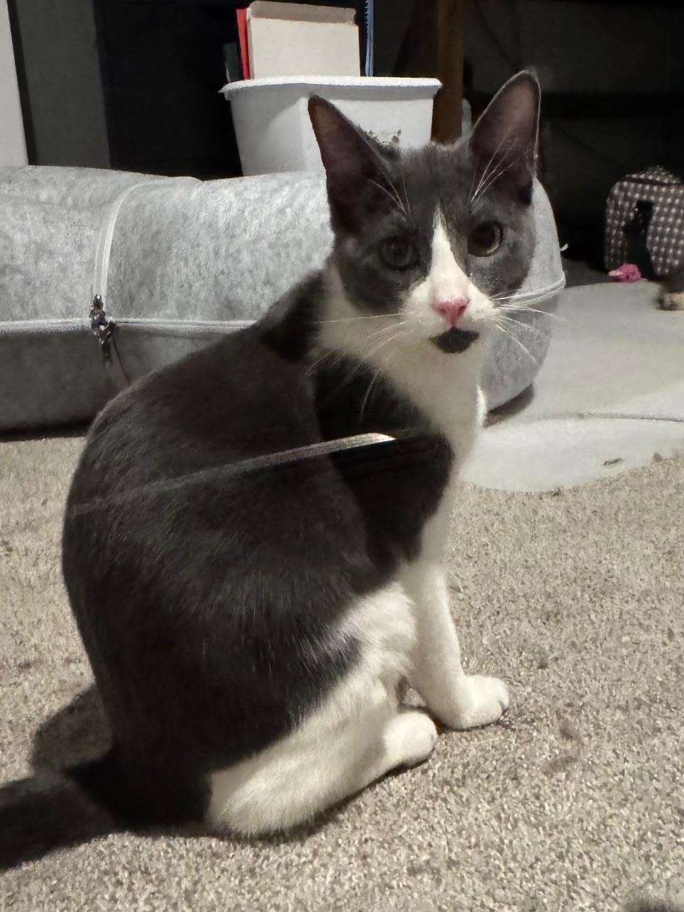 Enlarge Ash , a ADOPTABLE Domestic Short Hair in Rochester, WA image 3/3