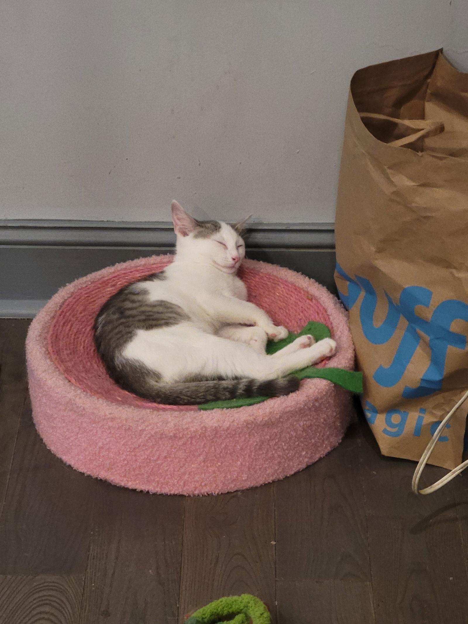 Sylvie, a Adoptable Domestic Short Hair in Philadelphia, PA image 1/2