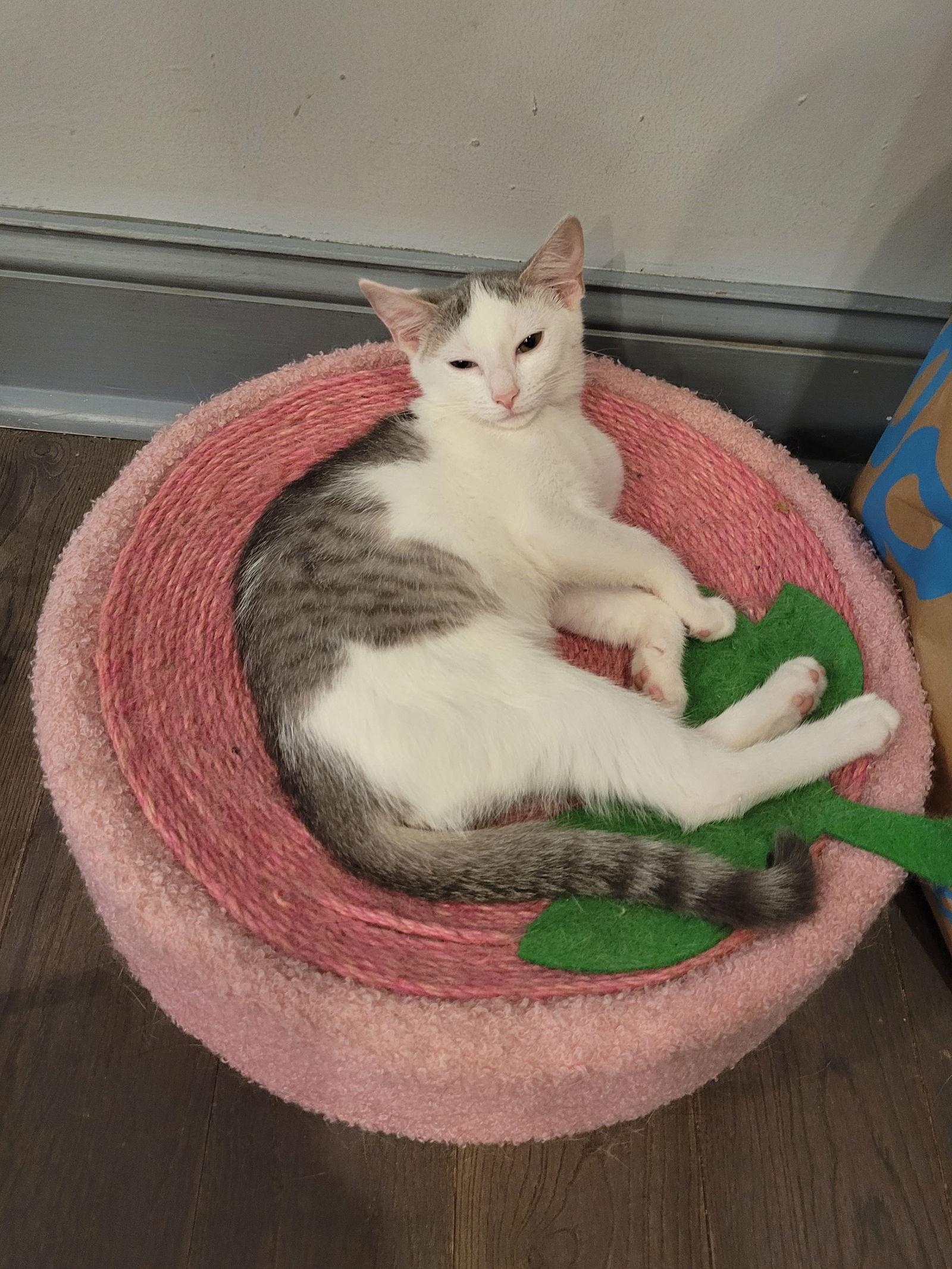 Sylvie, a Adoptable Domestic Short Hair in Philadelphia, PA image 2/2