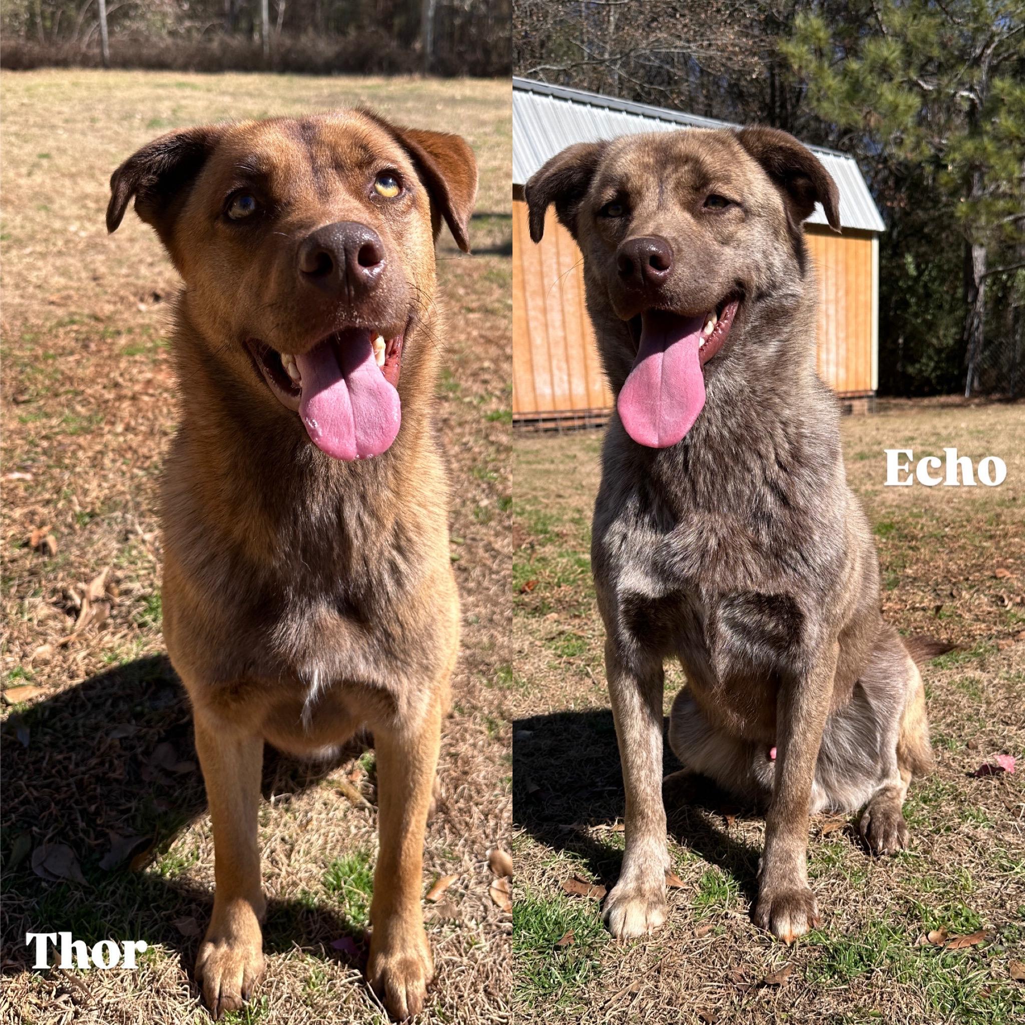 Thor & Echo, Adoptable, Young Male German Shepherd Dog & Husky.