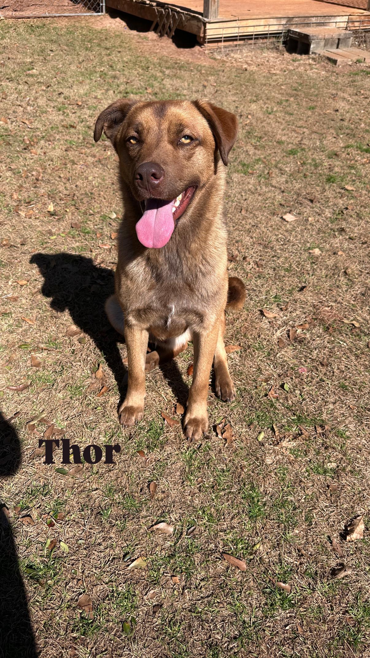 Thor & Echo, a Adoptable mixed breed in Marshallville, GA image 3/5