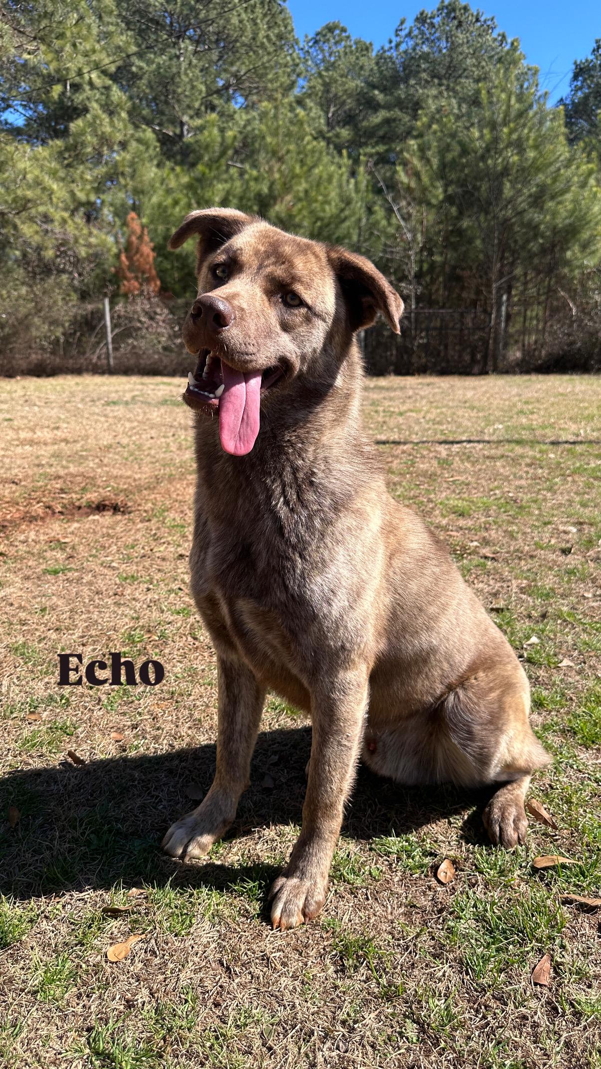 Thor & Echo, a Adoptable mixed breed in Marshallville, GA image 2/5