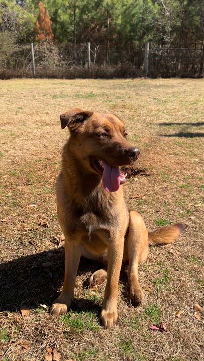 Enlarge Thor & Echo, a Adoptable mixed breed in Marshallville, GA video 5/5