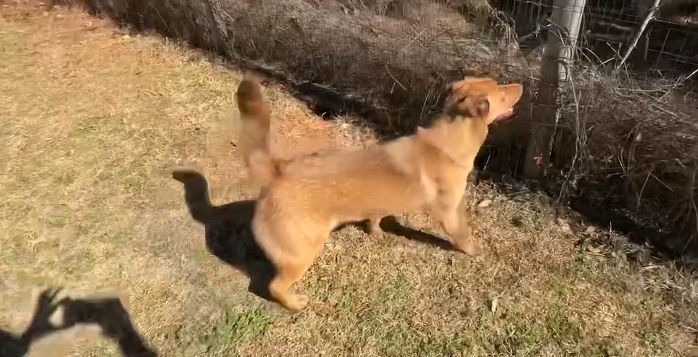 Enlarge Thor & Echo, a Adoptable mixed breed in Marshallville, GA video 4/5