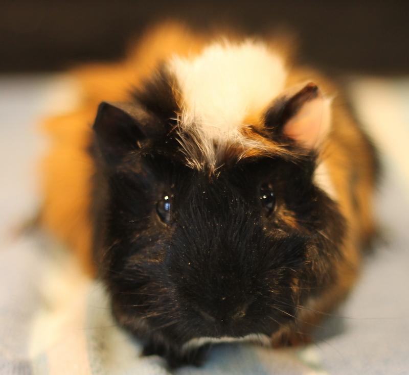 Harlan, ADOPTABLE, Young Male Guinea Pig.
