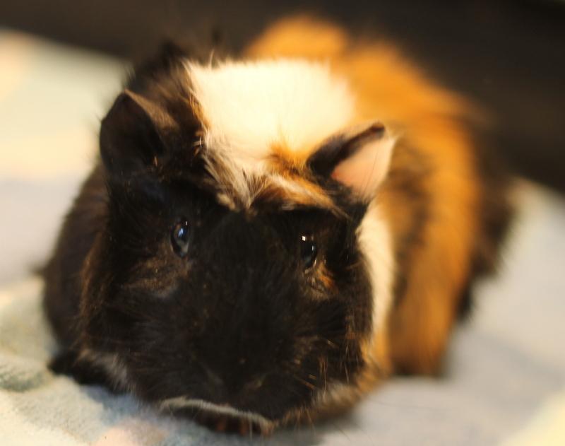 Enlarge Harlan, a ADOPTABLE Guinea Pig in Budd Lake, NJ image 2/6