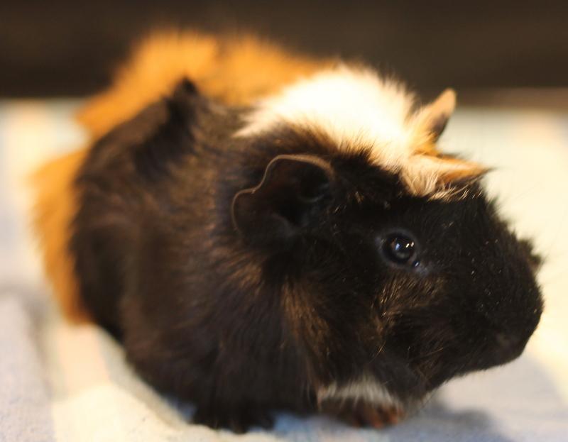Enlarge Harlan, a ADOPTABLE Guinea Pig in Budd Lake, NJ image 3/6